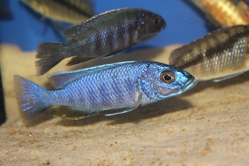 Sciaenochromis fryeri 'Chimwalani Reef'